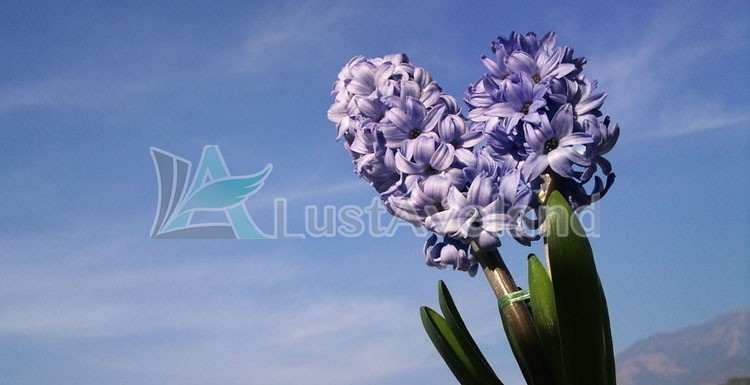 ảnh 11